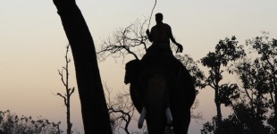 Elephant and Rider, Tamil Nadu