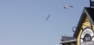 Flight, San Francisco, California