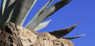 Cactus, Park Güell, Barcelona